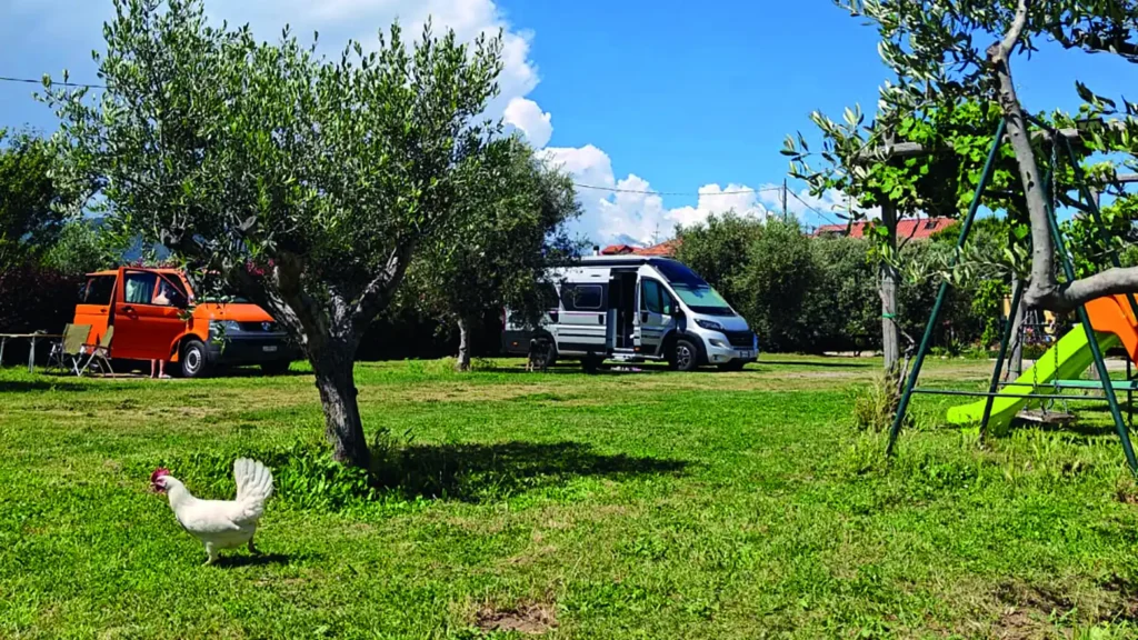 Wohnmobil auf einem kostenlosen Stellplatz unter Olivenbäumen in Italien – Agricamper Gastgeber